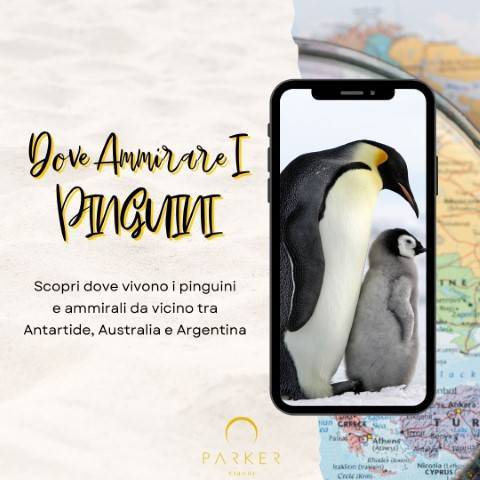 Viaggi per ammirare i pinguini da vicino
