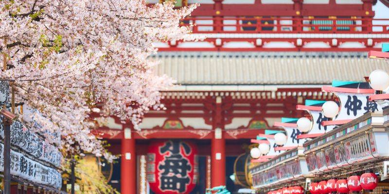 Tokyo e i ciliegi in fiore